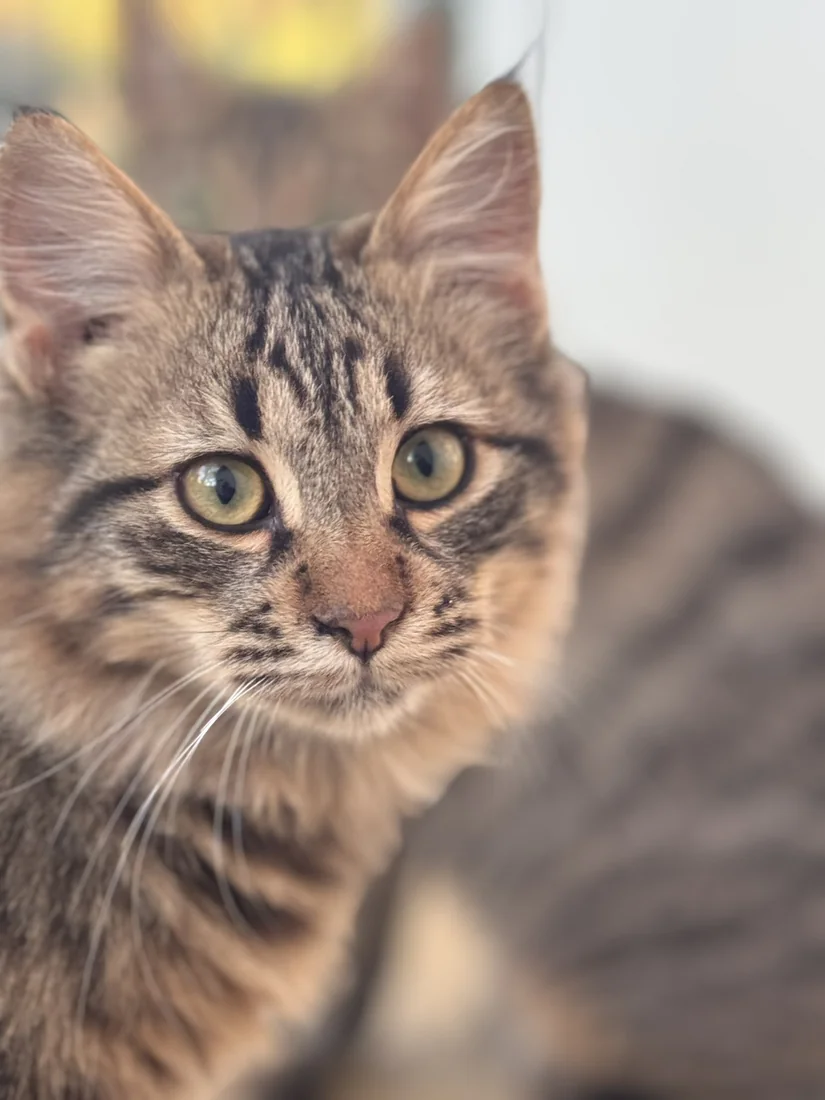 Eine getigerte Katze mit wachem Blick und langen Schnurrhaaren.